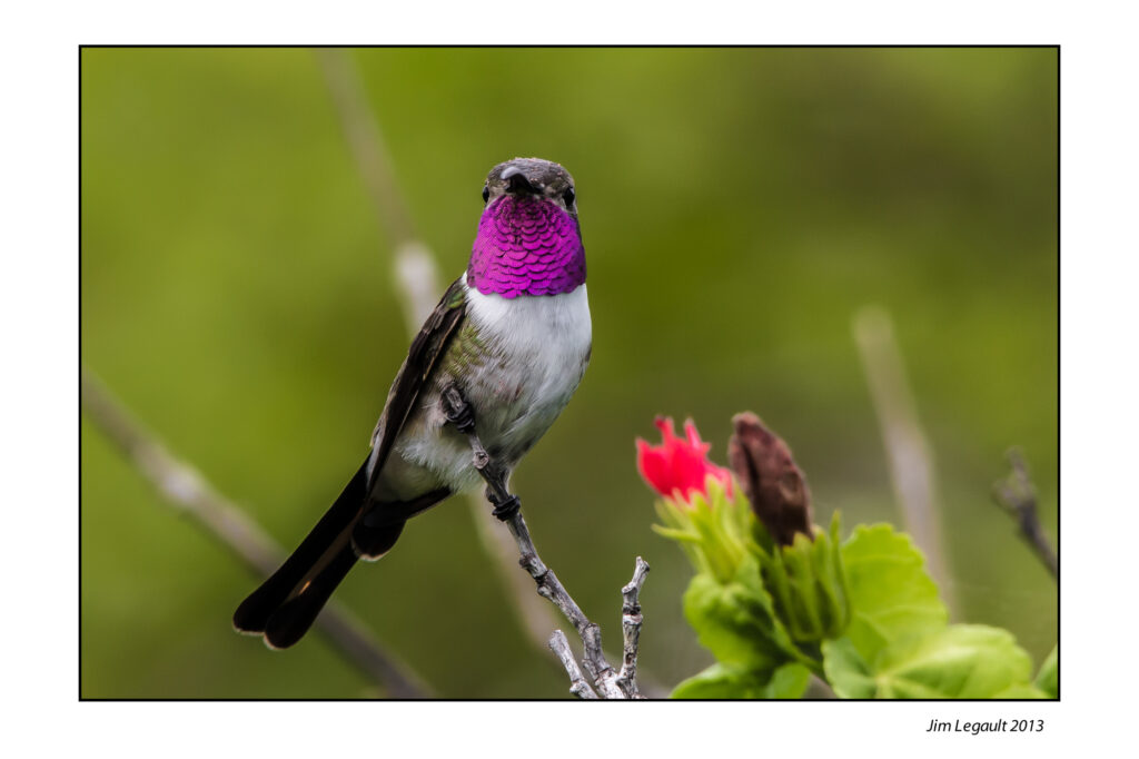 birding tours cancun