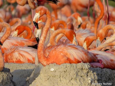 birding tours cancun