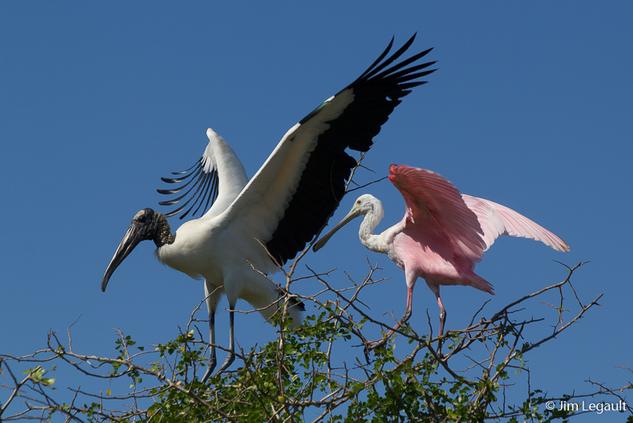 birding tours cancun