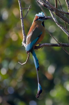 birding tours cancun