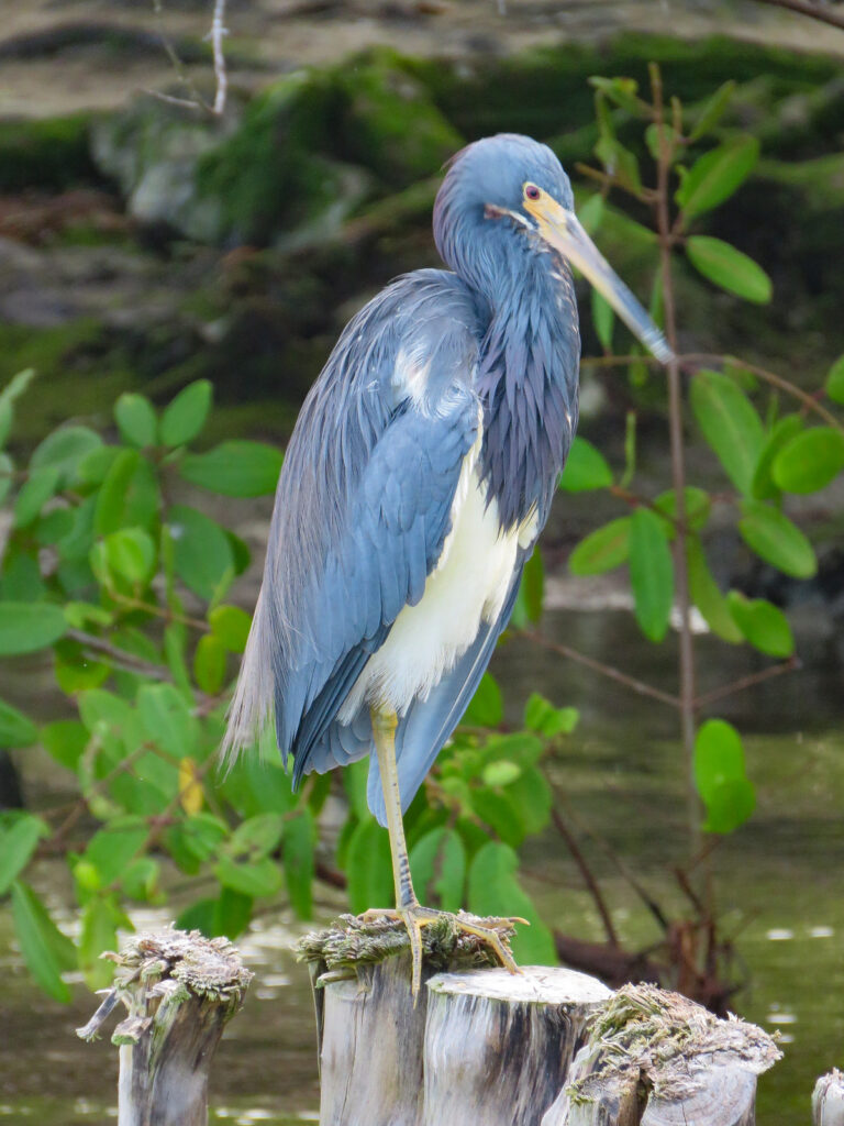 Blue Heron Ria Lagartos Bio Reserve -Rio Lagartos Yucatan